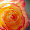 薔薇　シャコック