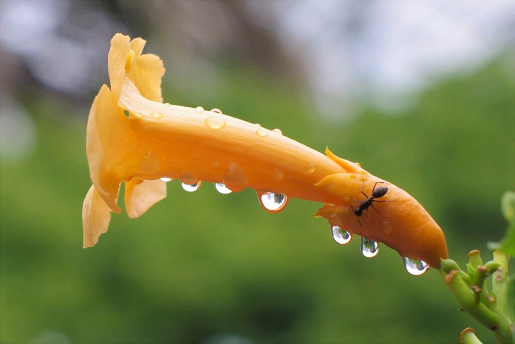 雨上がりの昼間に。