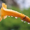 雨上がりの昼間に。
