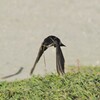 イワツバメ２４