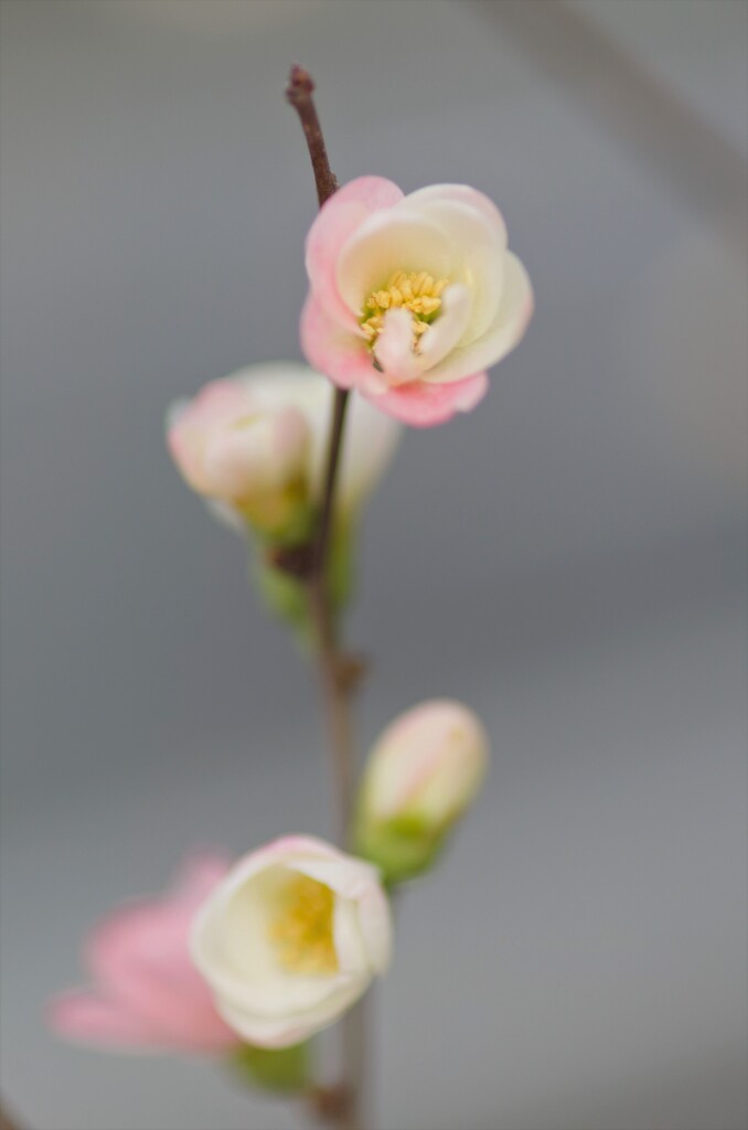 春の兆し