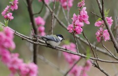 シジュウカラ