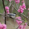 シジュウカラ