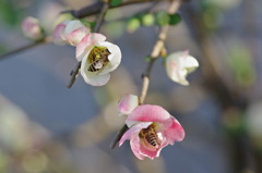 紅白に蜂