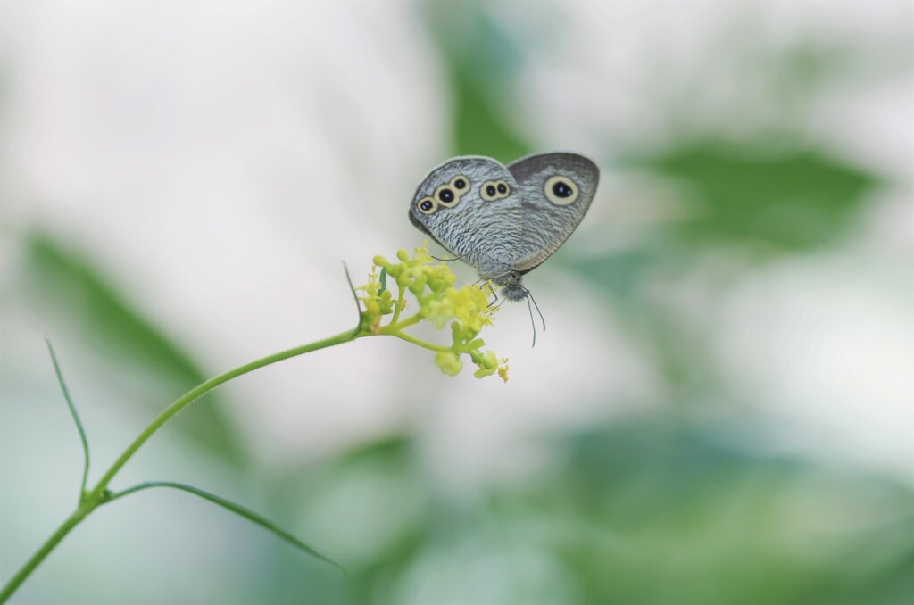 ヒメウラナミジャノメ