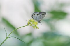 ヒメウラナミジャノメ