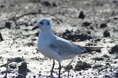 佐賀県　干潟よか公園４