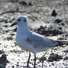 佐賀県　干潟よか公園４