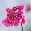 寒緋桜３