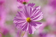 秋桜