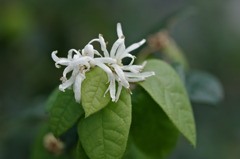 トキワ？マンサク