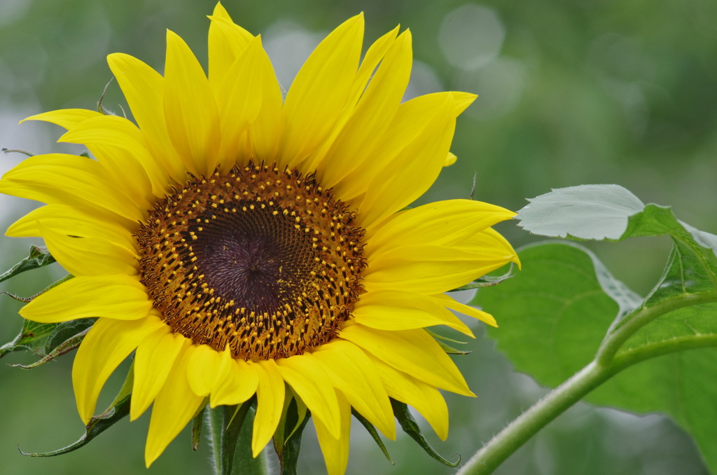 夏の花