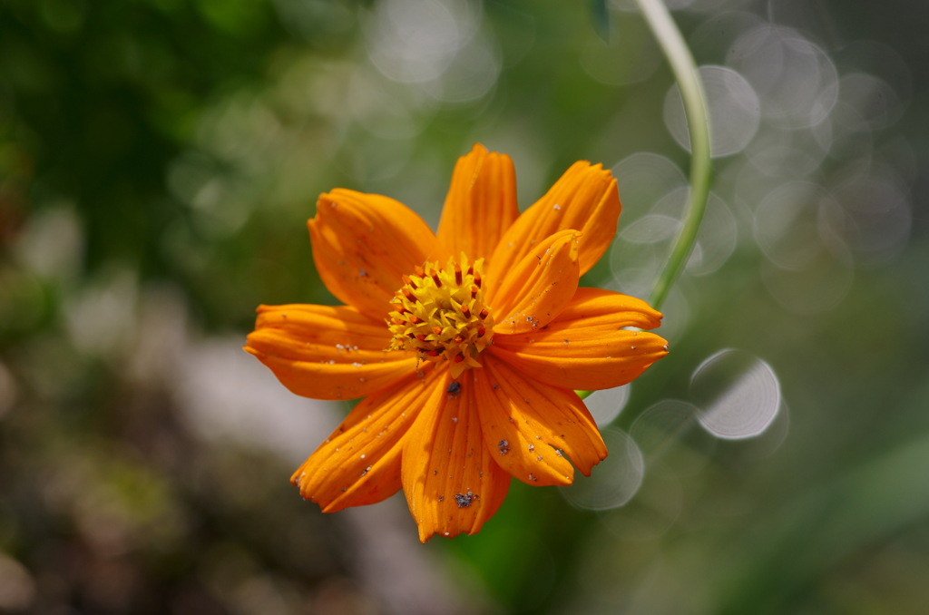 路傍の花