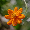路傍の花