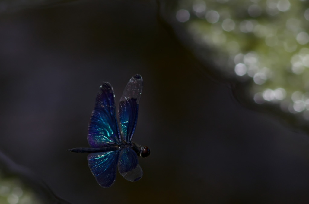 チョウトンボ４１