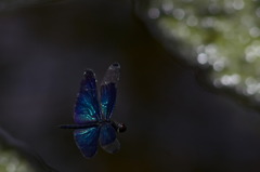 チョウトンボ４１