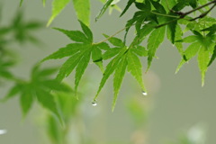 雨上がり