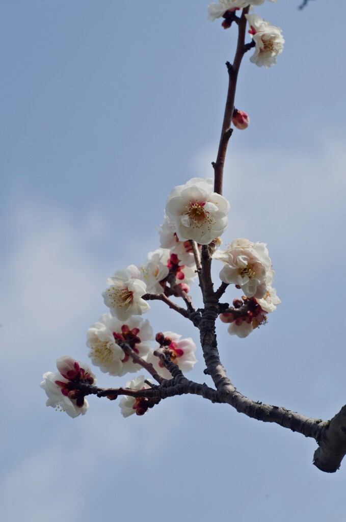 白梅