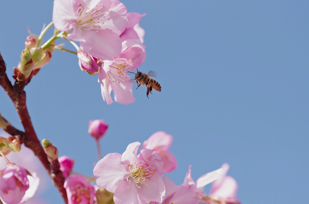 遠すぎた蜂