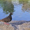 お散歩ポッポ