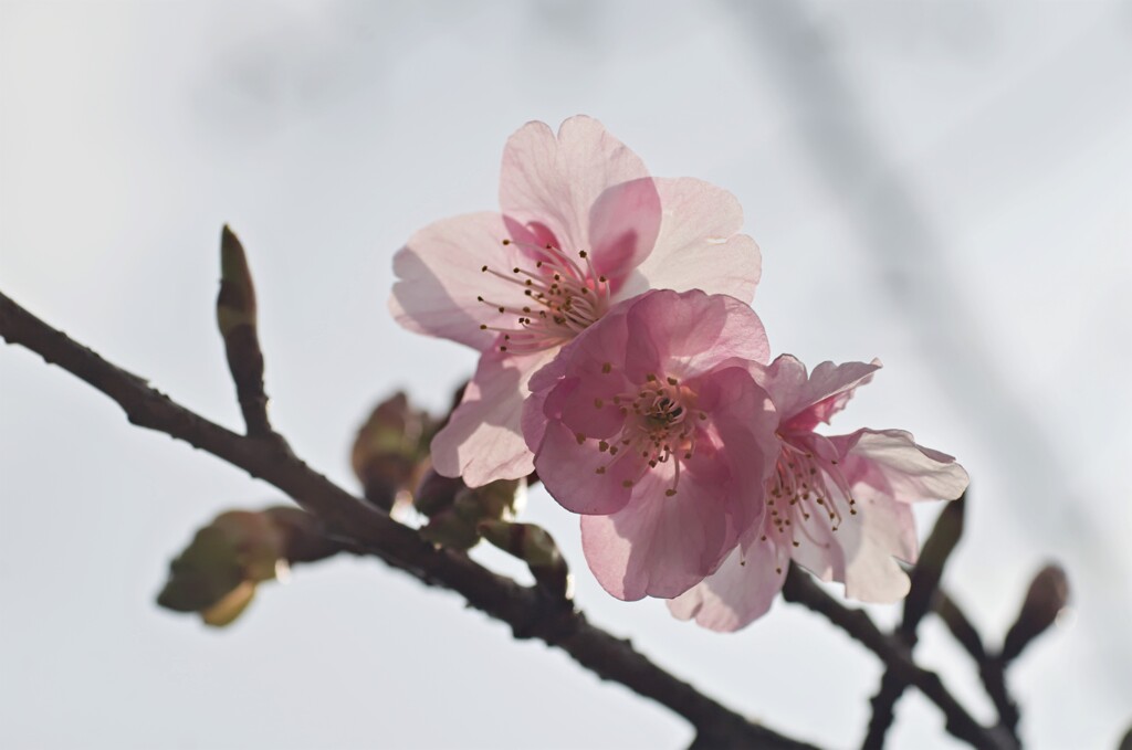 桜