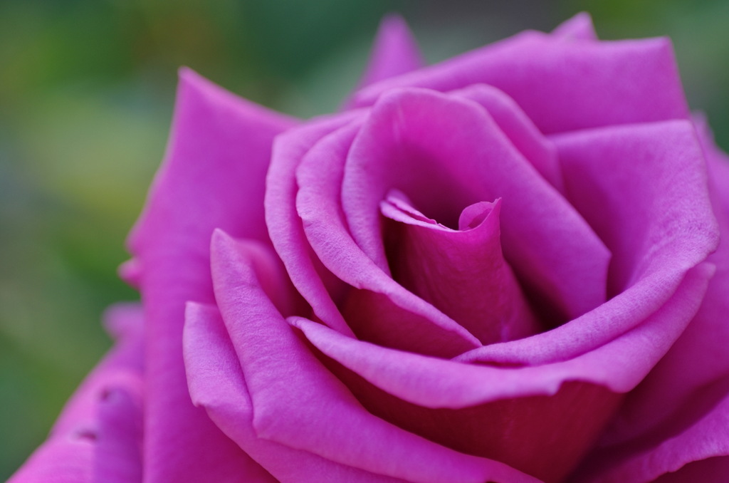 薔薇ライラックタイム