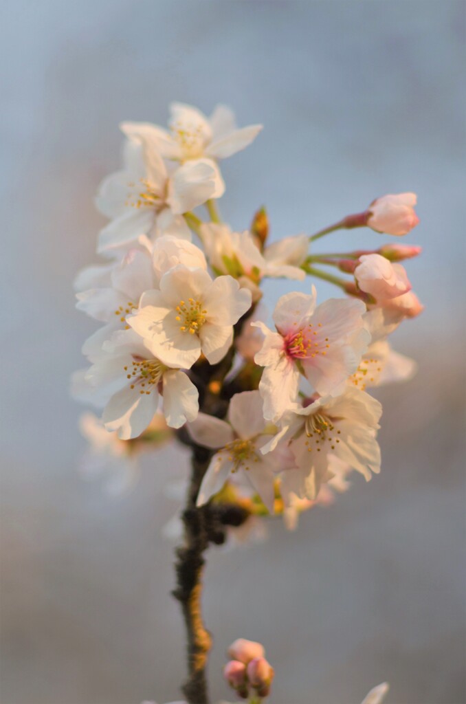 桜６