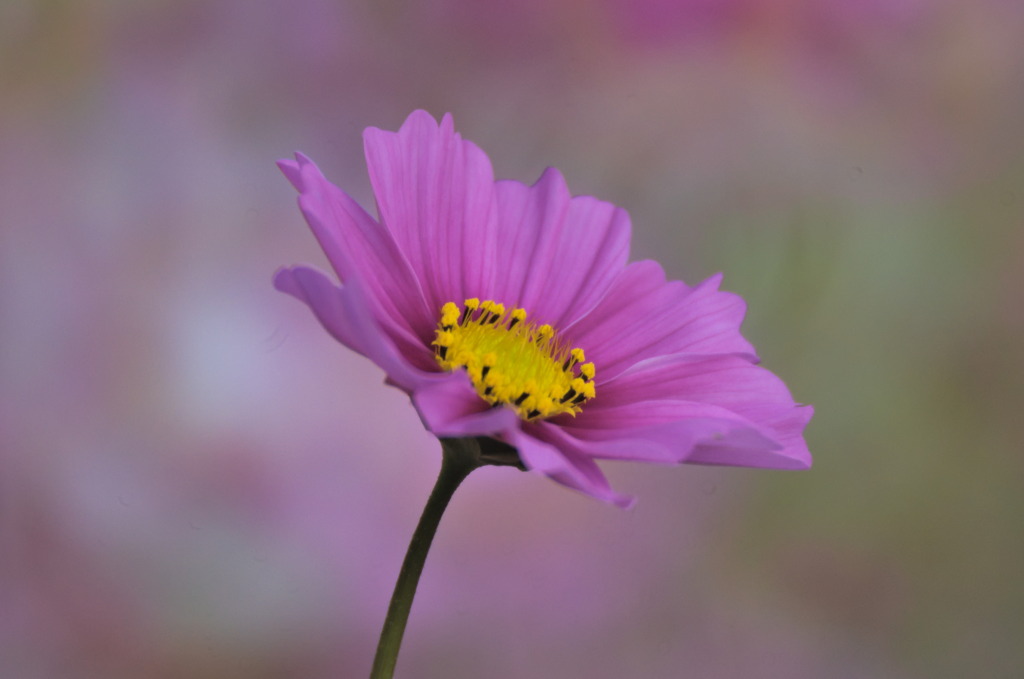 秋桜