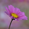 秋桜
