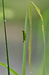 雨上がりの草むら