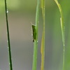 雨上がりの草むら