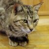 相島の猫１０