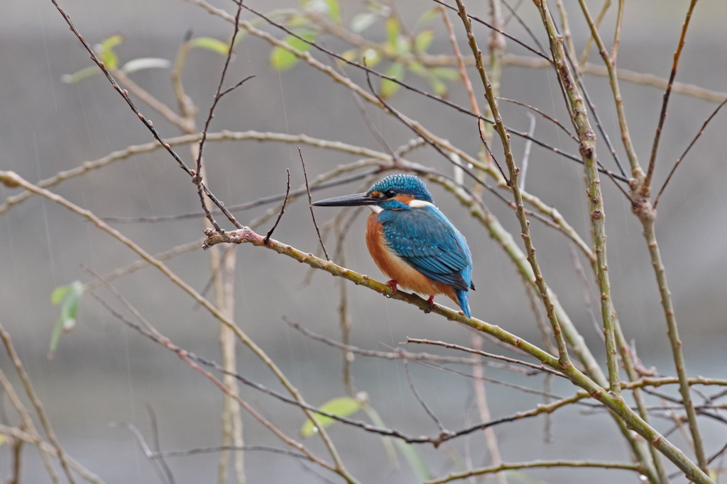 雨中のカワセミ