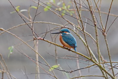 雨中のカワセミ