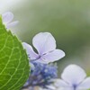 裏アジサイ４