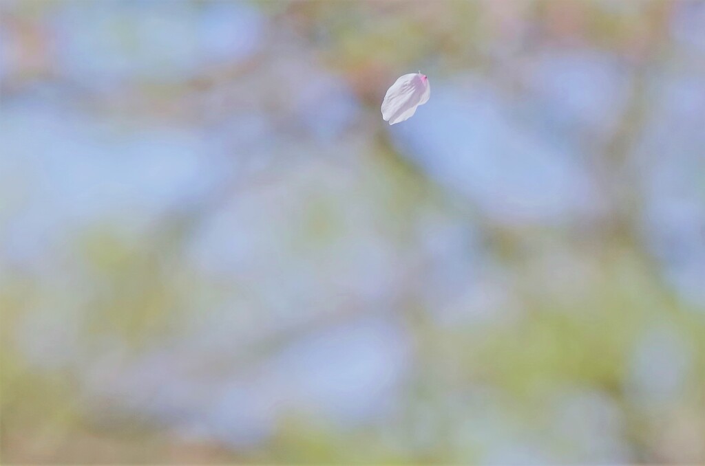 散り桜