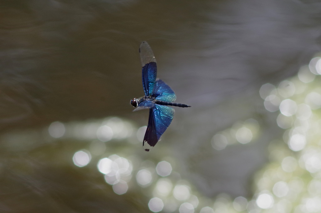 チョウトンボ２８