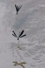 羽黒蜻蛉