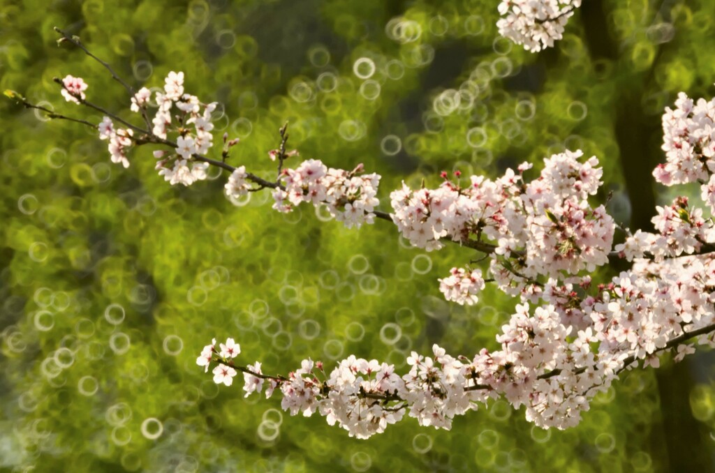 桜10