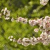 桜10