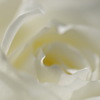 白の薔薇