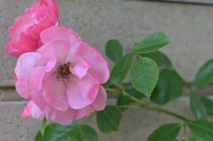 バラ