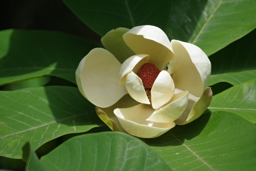 ホオノキの花