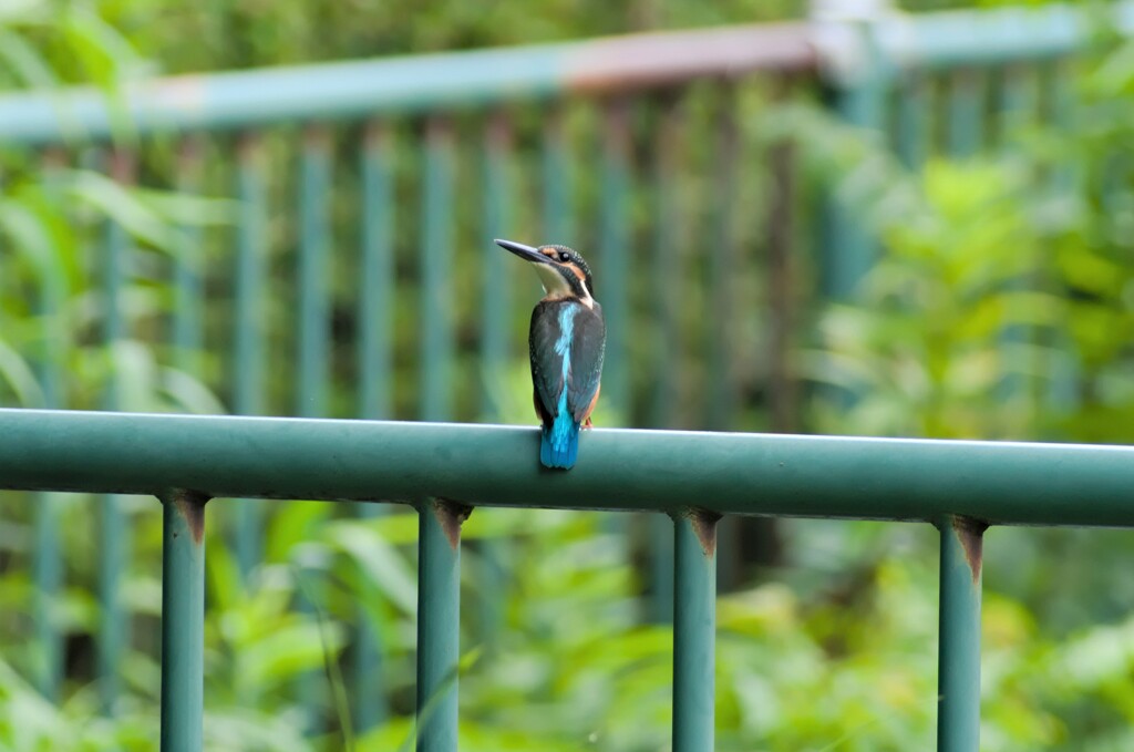 カワセミ