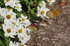 ツマグロヒョウモン１