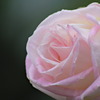 薔薇（プリンセス　ドゥ　モナコ）1