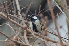 シジュウカラ