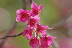寒緋桜