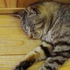 相島の猫８