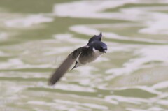 イワツバメ４４